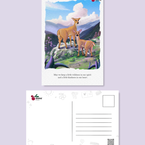 Musk Deer Postcard
